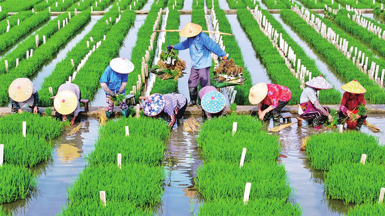 常熟农科所杂交水稻实验大田 抢抓农时忙移栽插秧