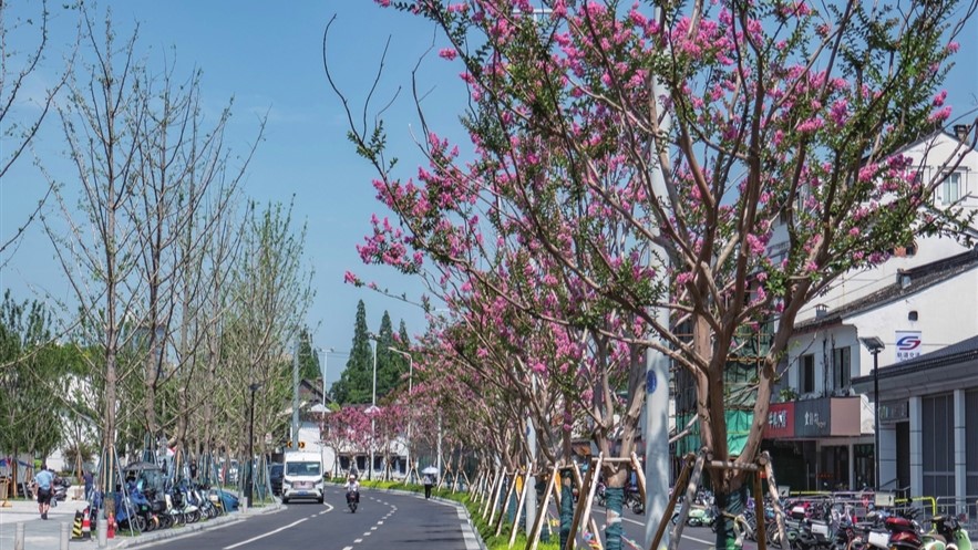 十梓街紫薇花为古城增添一道风景线